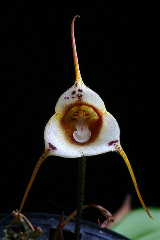 File:Dracula inaequalis.jpg