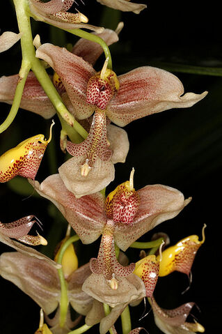 File:Gongora portentosa.jpg