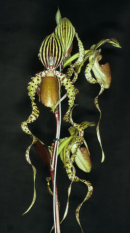 File:Paph. Dragontale 'Twister'.jpg