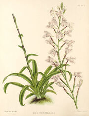 Disa tripetaloides plate
