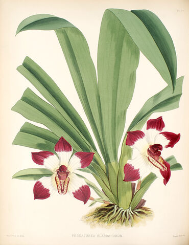 File:Pescatoria klabochorum plate.jpg