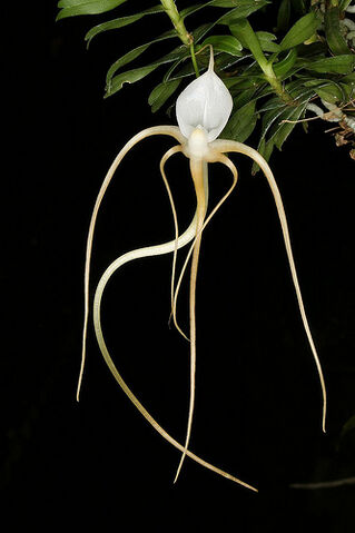 File:Angcm. arachnites.jpg