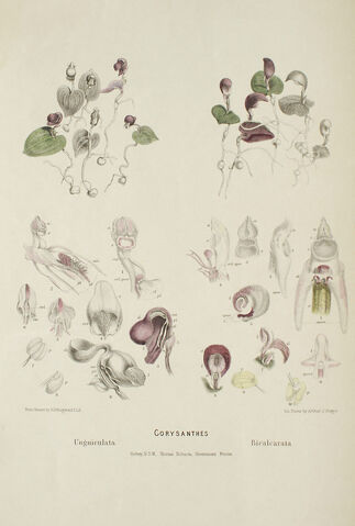 File:Corybas aconitiflorus print.jpg