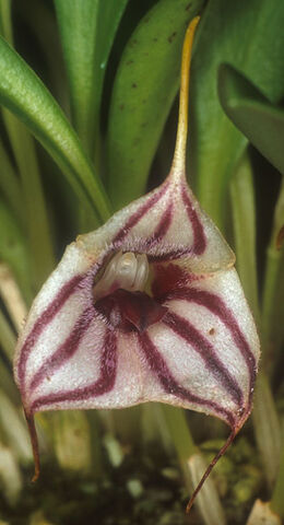 File:Masdevallia yungasensis.jpg