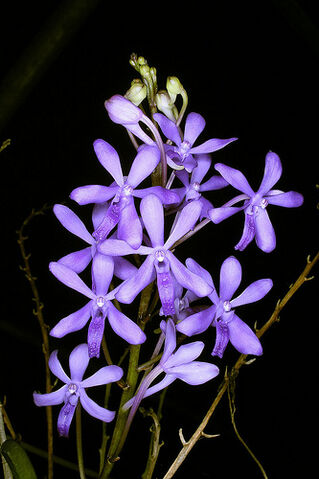 File:Darwinara Charm 'Blue Star'.jpg