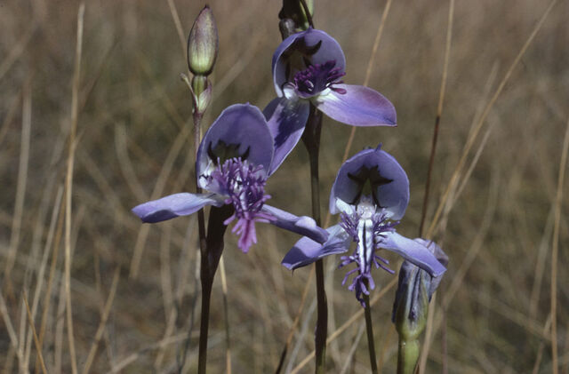 File:Disa baurii.jpg