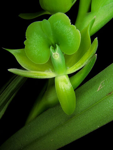File:Epidendrum summerhayesii.jpg