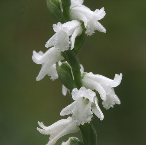 File:Spiranthes tuberosa.jpg