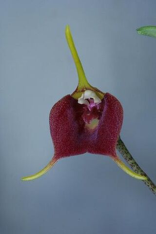File:Masdevallia chimboensis.jpg