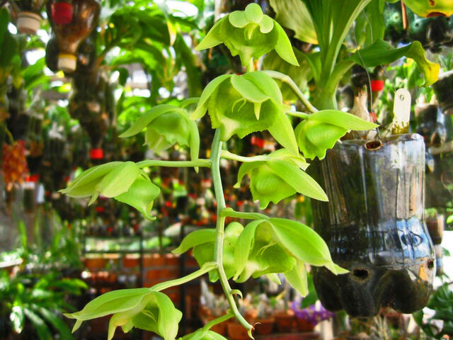 File:Catasetum alatum inflorescence.jpg