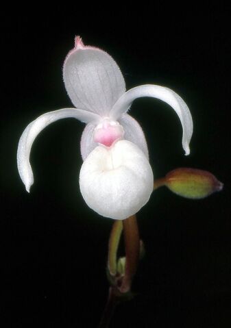 File:Mexipedium xerophyticum.jpg