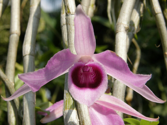 File:Dendrobium anosmum 1a.jpg