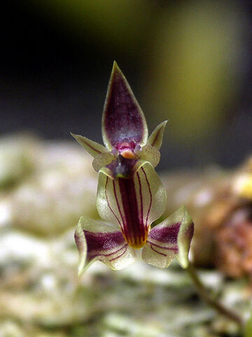 File:Drymoda siamensis.jpg
