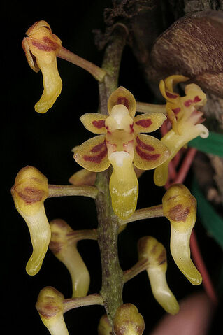 File:Malleola dentifera.jpg