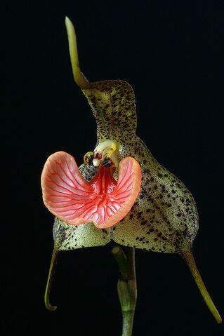 File:Dracula chestertonii.jpg
