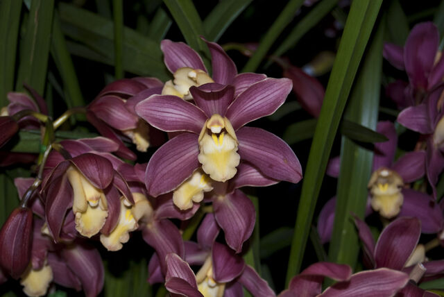 File:Cymbidium Silky Perfume.jpg