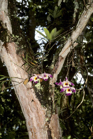 File:Dendrobium falconeri habitat.jpg