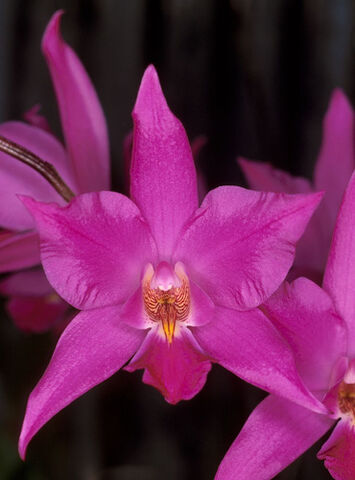 File:Laelia gouldiana2.jpg