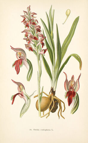 File:Anacamptis coriophora plate.jpg