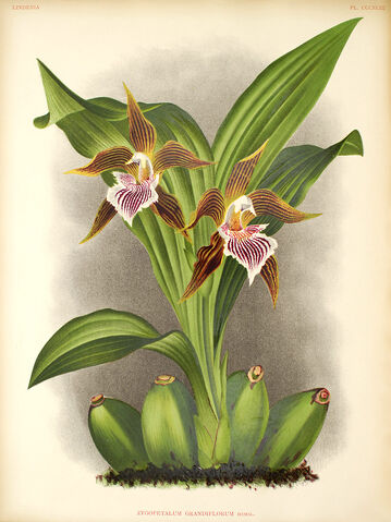 File:Galeottia grandiflora plate.jpg