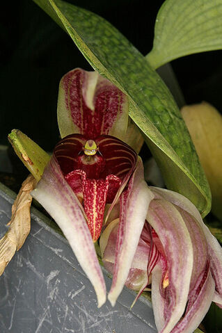 File:Bulb reticulatum.jpg