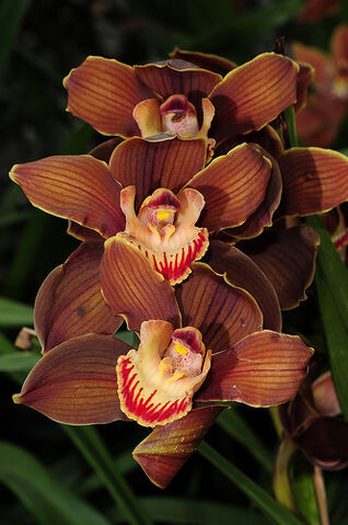 File:Cymbidium Volcano 'Menohene'.jpg