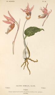Calypso plate