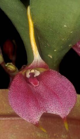 File:Masd. floribunda tuerckheimii.jpg