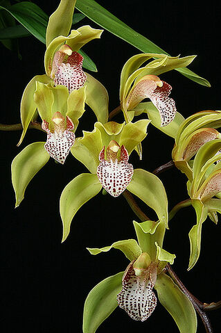 File:Cymbidium Funny Face.jpg