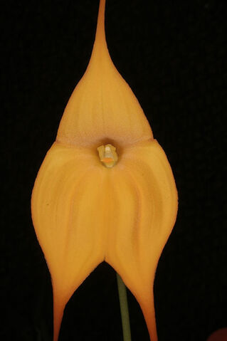 File:Masd. Highland Monarch.jpg