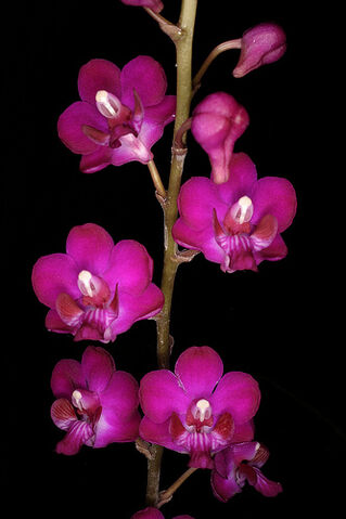 File:Phalaenopsis pulcherimma.jpg