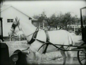 Duke horse