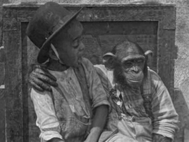 File:Cotton the Chimp.jpg