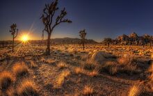 DesiertoArizona