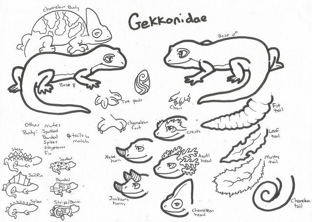 File:Gekkodinae.jpg