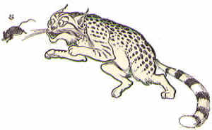 Wildcat