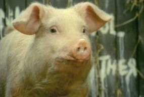 Snowball (Animal Farm) | Heroes Wiki | FANDOM powered by Wikia