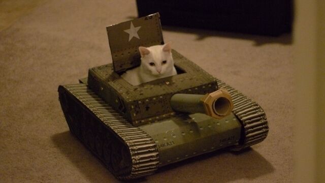 File:Cat Tank 01.jpg
