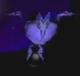 Bat