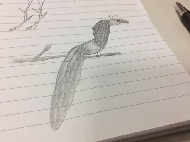 File:Peacock.jpg