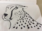 Cheetah