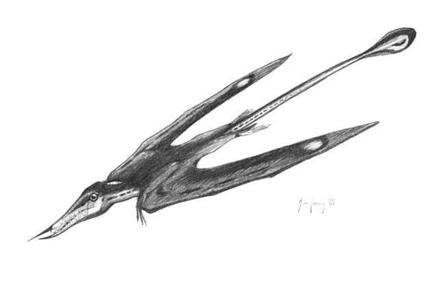File:Rhamphorynchus-gemmingi jconway.jpg