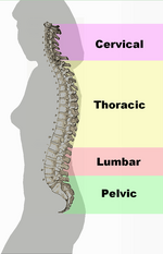 Spinal column curvature