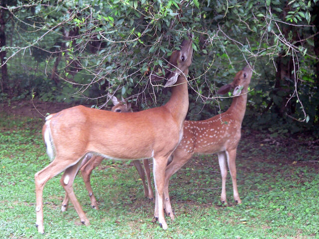 File:Deer2.jpg