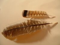 2 feathers