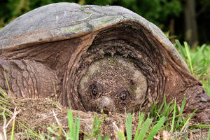 Snapping turtle 3 md