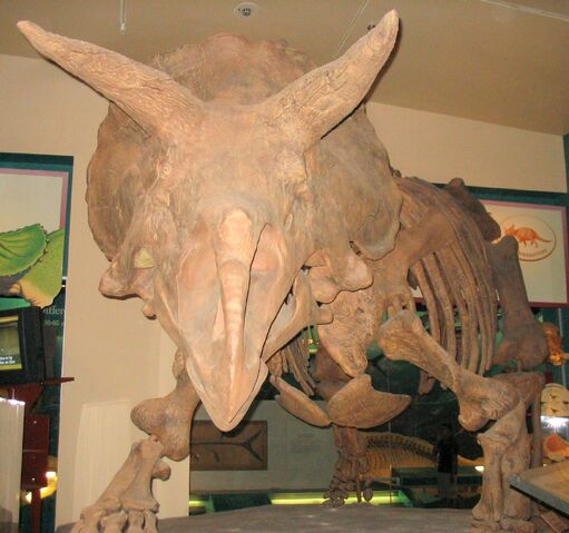 File:Triceratops 1.jpg