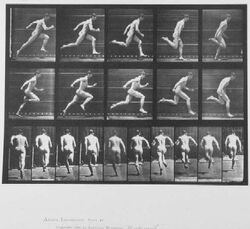 Muybridge runner