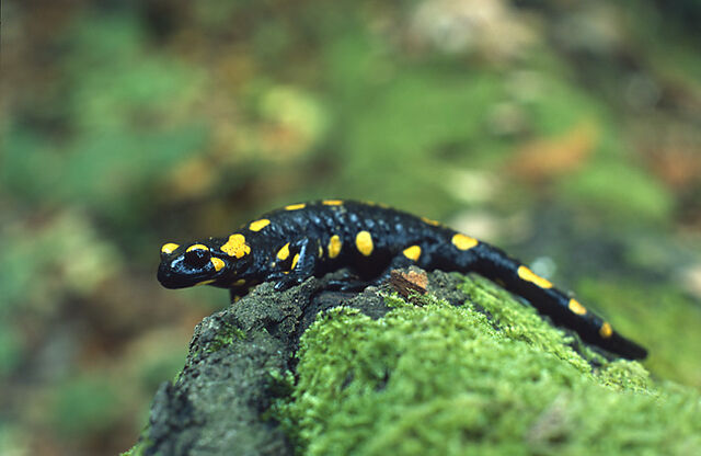 File:Salamandra salamandra (Marek Szczepanek).jpg