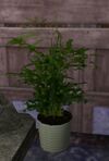 Tall Potted Plant